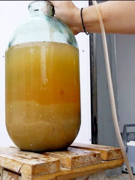 
Вино из яблок в домашних условиях своими руками &mdash; простой рецепт приготовления	