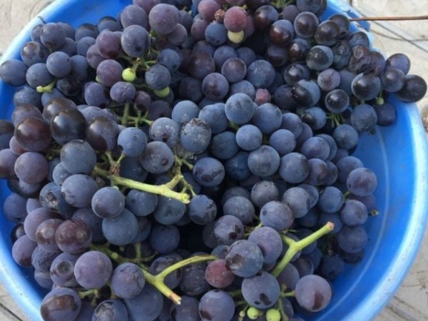 
Вино из винограда своими руками &mdash; рецепт приготовления в домашних условиях	