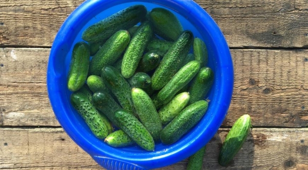 Солёные огурцы, пошаговый рецепт с фото Солёные огурцы, пошаговый рецепт с фото