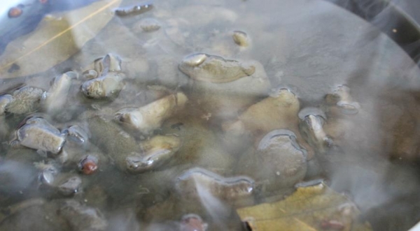 Маринованные моховики , пошаговый рецепт с фото